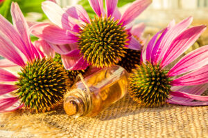 Medicinal herbs echinacea in a small bottle